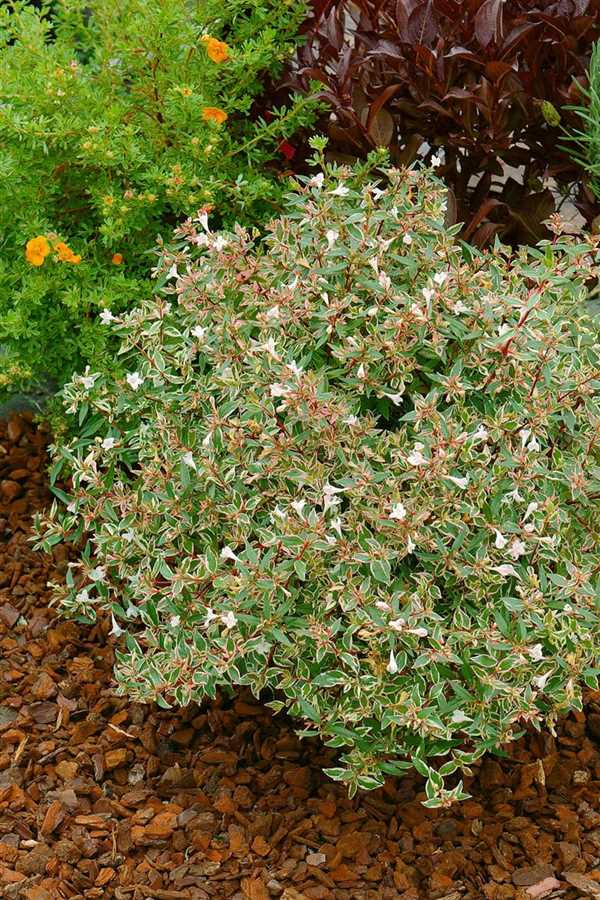 Abelia grandiflora 'Confetti', Abelie 'Confetti' Jens Gerdes Garten